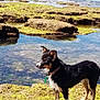 dog, wet_dog, mossy_rocks, tide_pool, water, algae, coast, outdoor, nature, animal, collar, rocky, calm, daylight, landscape, pet, standing, alert, sea, shore