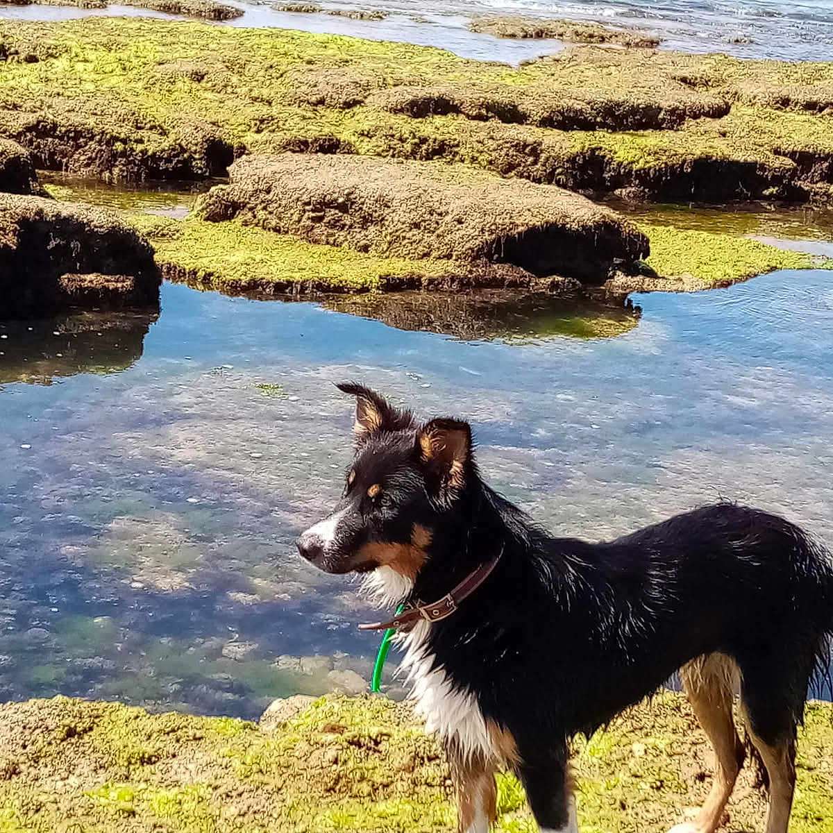 Saku participe au concours pour gagner de l'argent avec cette photo : alert, algae, animal, calm, coast, collar, daylight, dog, landscape, mossy_rocks, nature, outdoor, pet, rocky, sea, shore, standing, tide_pool, water, wet_dog