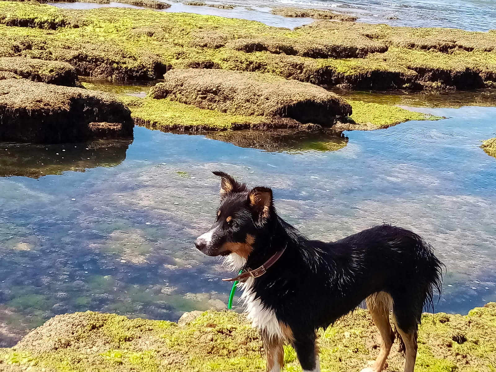 Saku participe au concours pour gagner de l'argent avec cette photo : dog, wet_dog, mossy_rocks, tide_pool, water, algae, coast, outdoor, nature, animal, collar, rocky, calm, daylight, landscape, pet, standing, alert, sea, shore