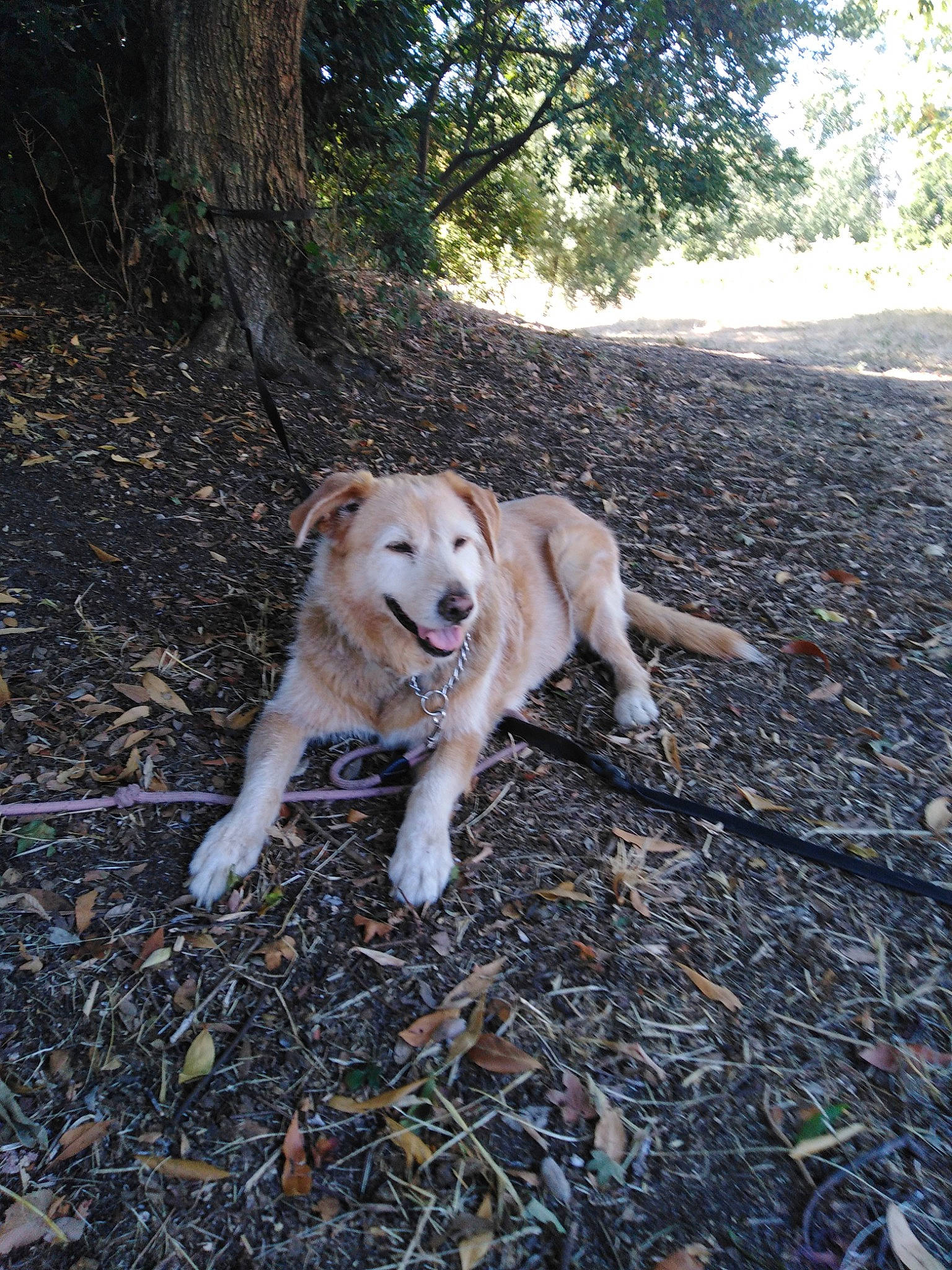 Biba a rejoint le concours — aidez-le/la à gagner de superbes lots ! adventure, canidae, carnivore, dog, dog_breed, fawn, forest, golden_retriever, labrador_retriever, retriever, sporting_group, tree