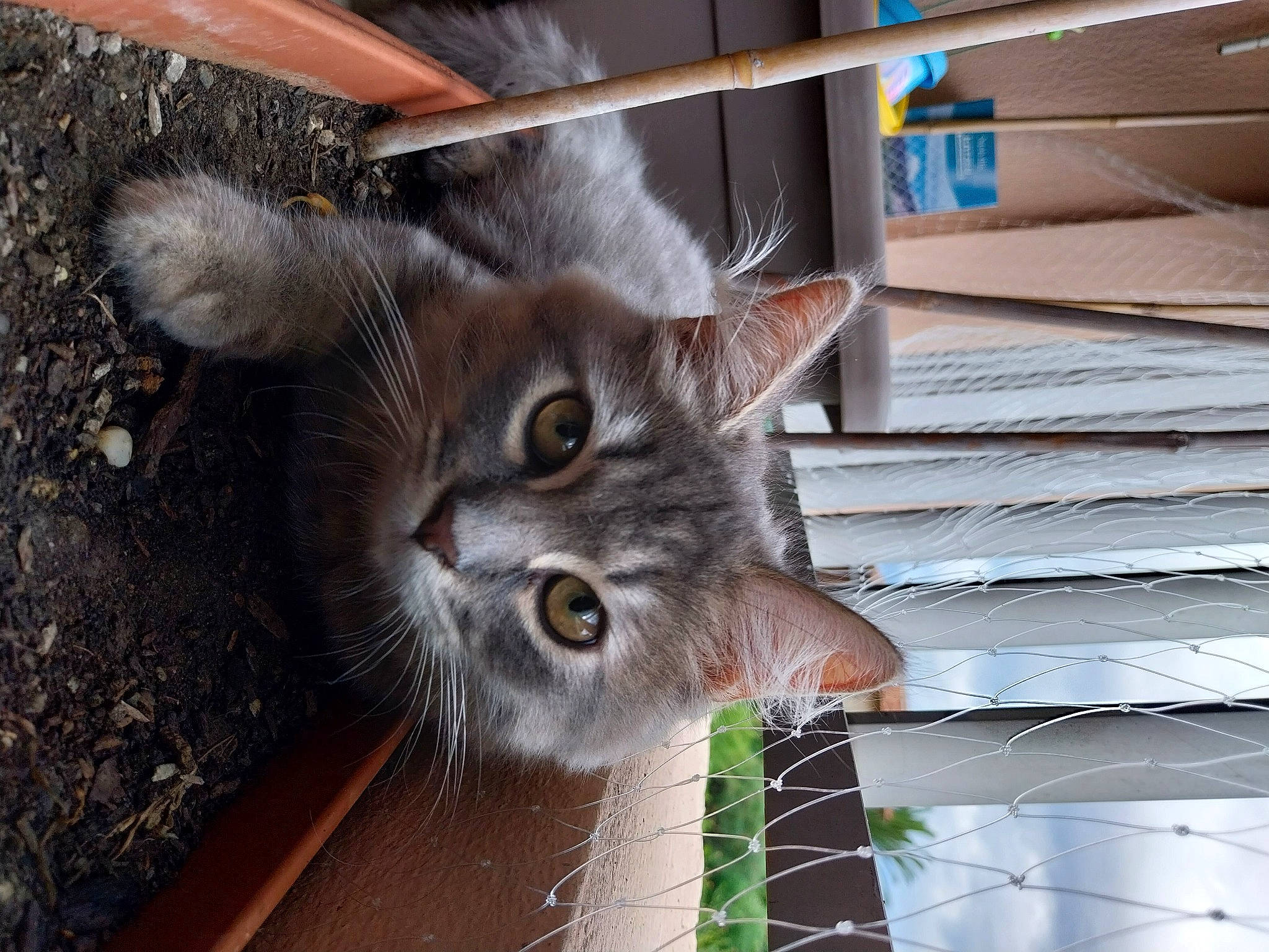 Umber a rejoint le concours — aidez-le/la à gagner de superbes lots ! animal_shelter, cage, carnivore, cat, domestic_short_haired_cat, fawn, felidae, fur, mesh, pet_supply, service, small_to_medium_sized_cats, snout, tail, terrestrial_animal, whiskers, wood