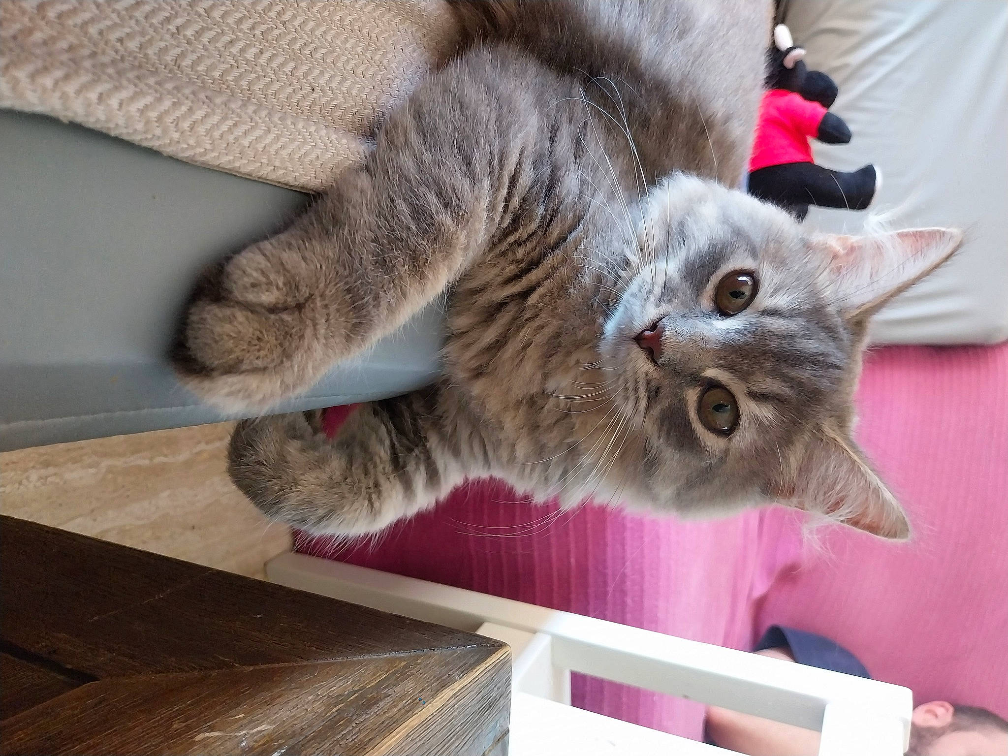 Umber a rejoint le concours — aidez-le/la à gagner de superbes lots ! carnivore, cat, chartreux, claw, domestic_short_haired_cat, felidae, fur, grey, paw, plank, small_to_medium_sized_cats, tail, whiskers, wood