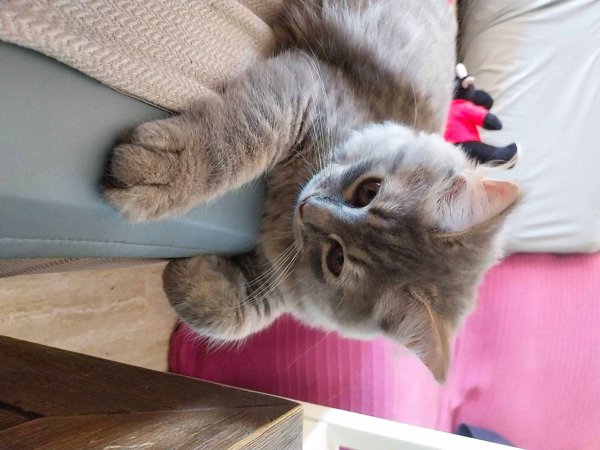 Umber participe au concours pour gagner de l'argent avec cette photo : carnivore, cat, chartreux, claw, comfort, domestic_short_haired_cat, fawn, felidae, fur, grey, paw, small_to_medium_sized_cats, snout, t_shirt, tail, whiskers, wood