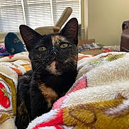 Scarlet joined the competition — help win amazing prizes! cat, tortoiseshell_cat, blanket, indoor, living_room, cozy, furniture, recliner, couch, pet, fur, whiskers, comfort, resting, home, curious, animal, closeup, soft, relaxation