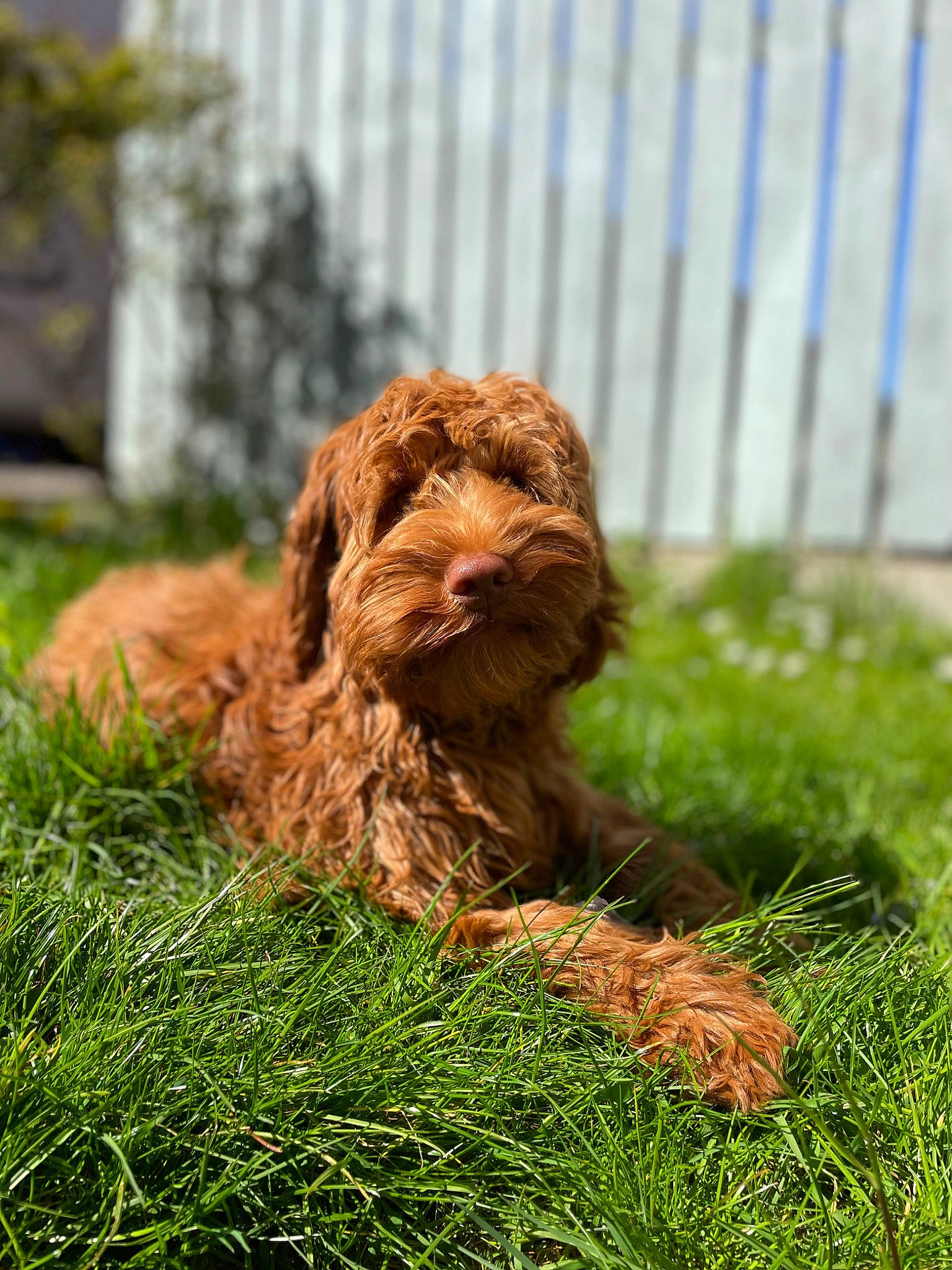 Millie is registered to the contest to win money with this photo: canidae, carnivore, companion_dog, dog, dog_breed, fawn, fence, grass, gun_dog, hunting_dog, liver, plant, retriever, snout, soil, spaniel, sporting_group, terrestrial_animal, water_dog