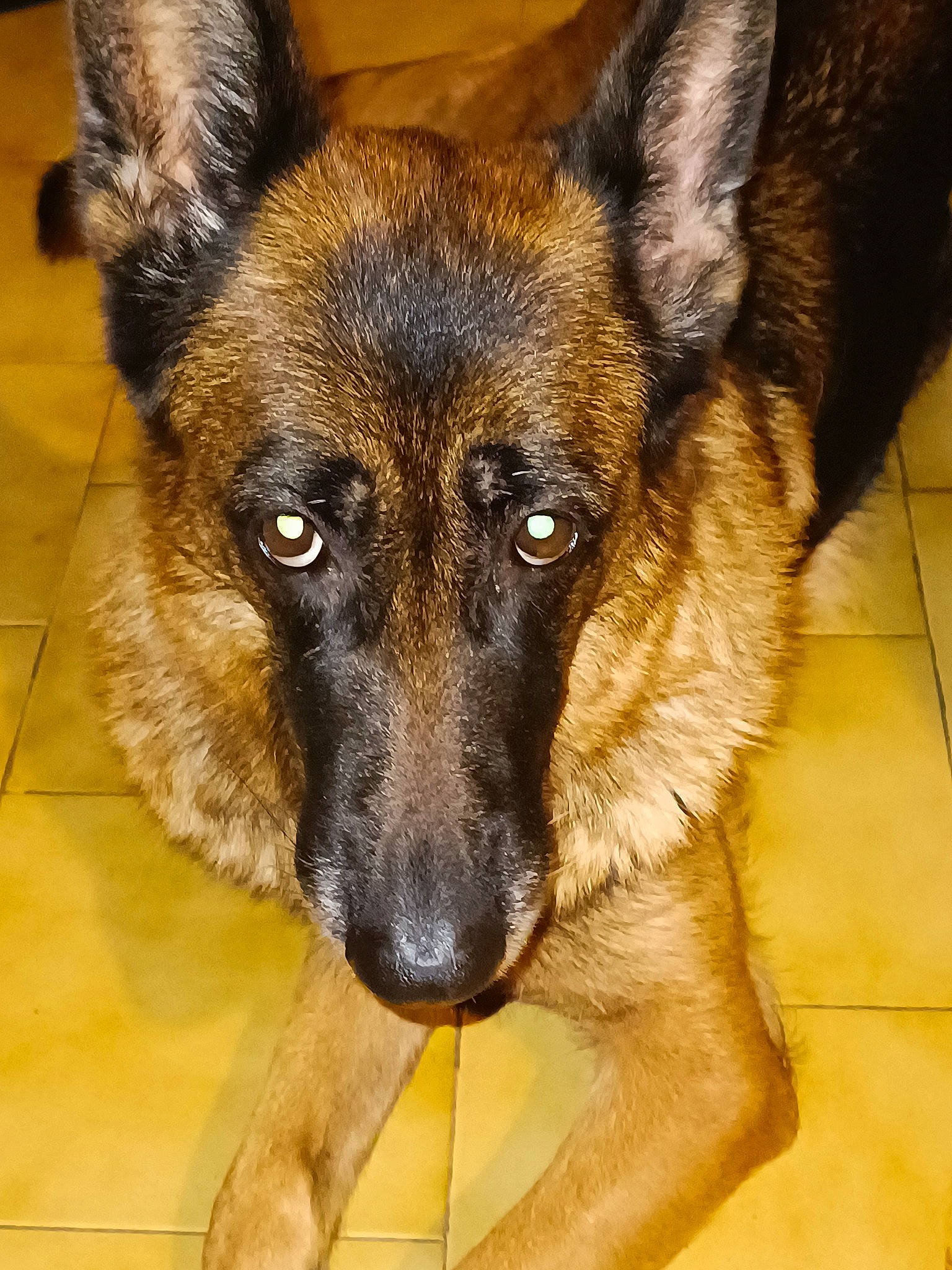 Gypsy a rejoint le concours — aidez-le/la à gagner de superbes lots ! canidae, carnivore, companion_dog, dog, dog_breed, east_european_shepherd, eye, fawn, fur, german_shepherd_dog, herding_dog, king_shepherd, old_german_shepherd_dog, snout, sporting_group, terrestrial_animal, tile_flooring, whiskers, working_animal, working_dog