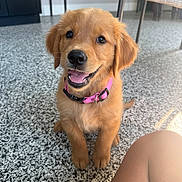 Winnie joined the competition — help win amazing prizes! puppy, dog, golden_retriever, golden_fur, sitting, smiling, open_mouth, pink_harness, collar, pet, animal, indoors, floor, carpet, chair, home, portrait, close_up, happy, cute