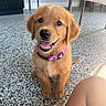 puppy, dog, golden_retriever, golden_fur, sitting, smiling, open_mouth, pink_harness, collar, pet, animal, indoors, floor, carpet, chair, home, portrait, close_up, happy, cute