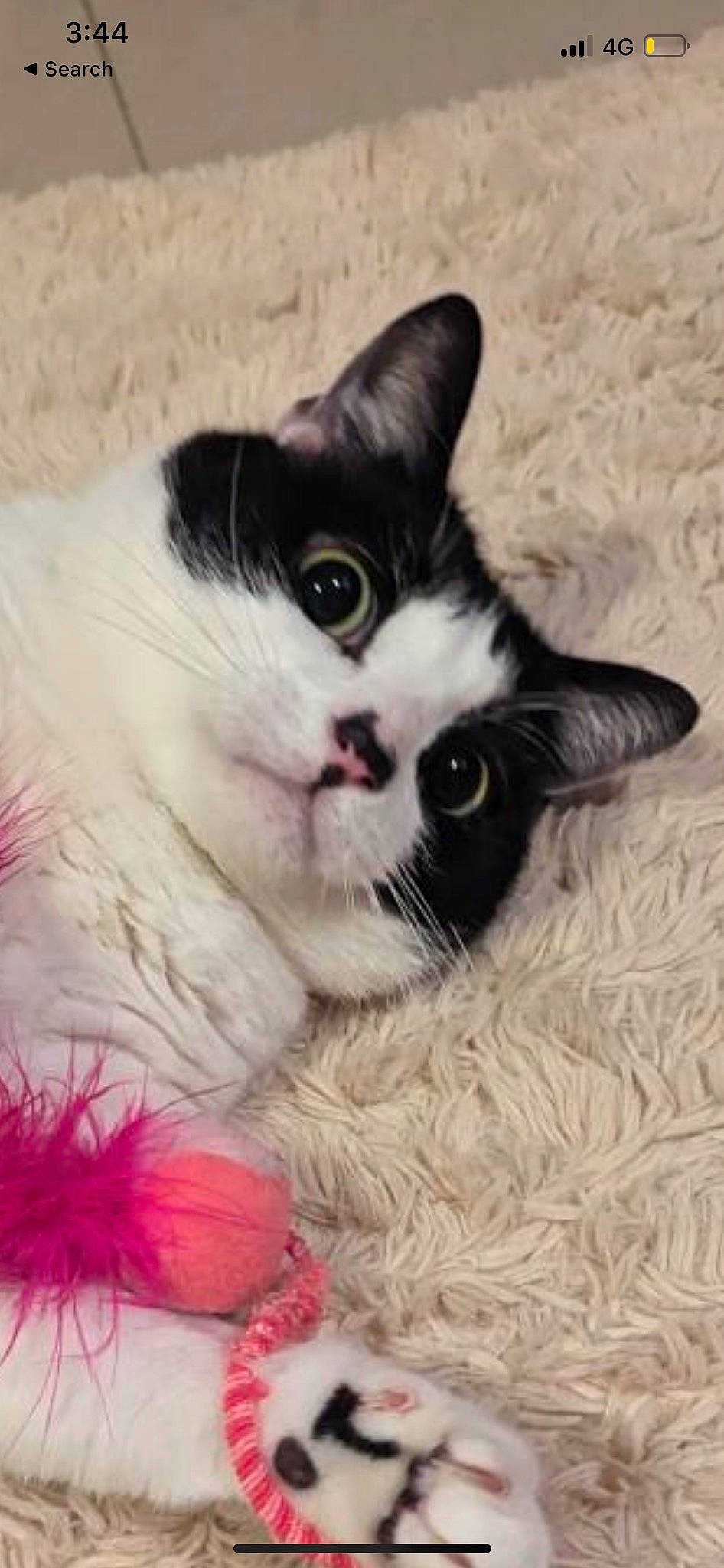 Momo is registered to the contest to win money with this photo: art, carnivore, cat, claw, comfort, domestic_short_haired_cat, felidae, foot, fur, paw, plant, small_to_medium_sized_cats, snout, tail, whiskers, window