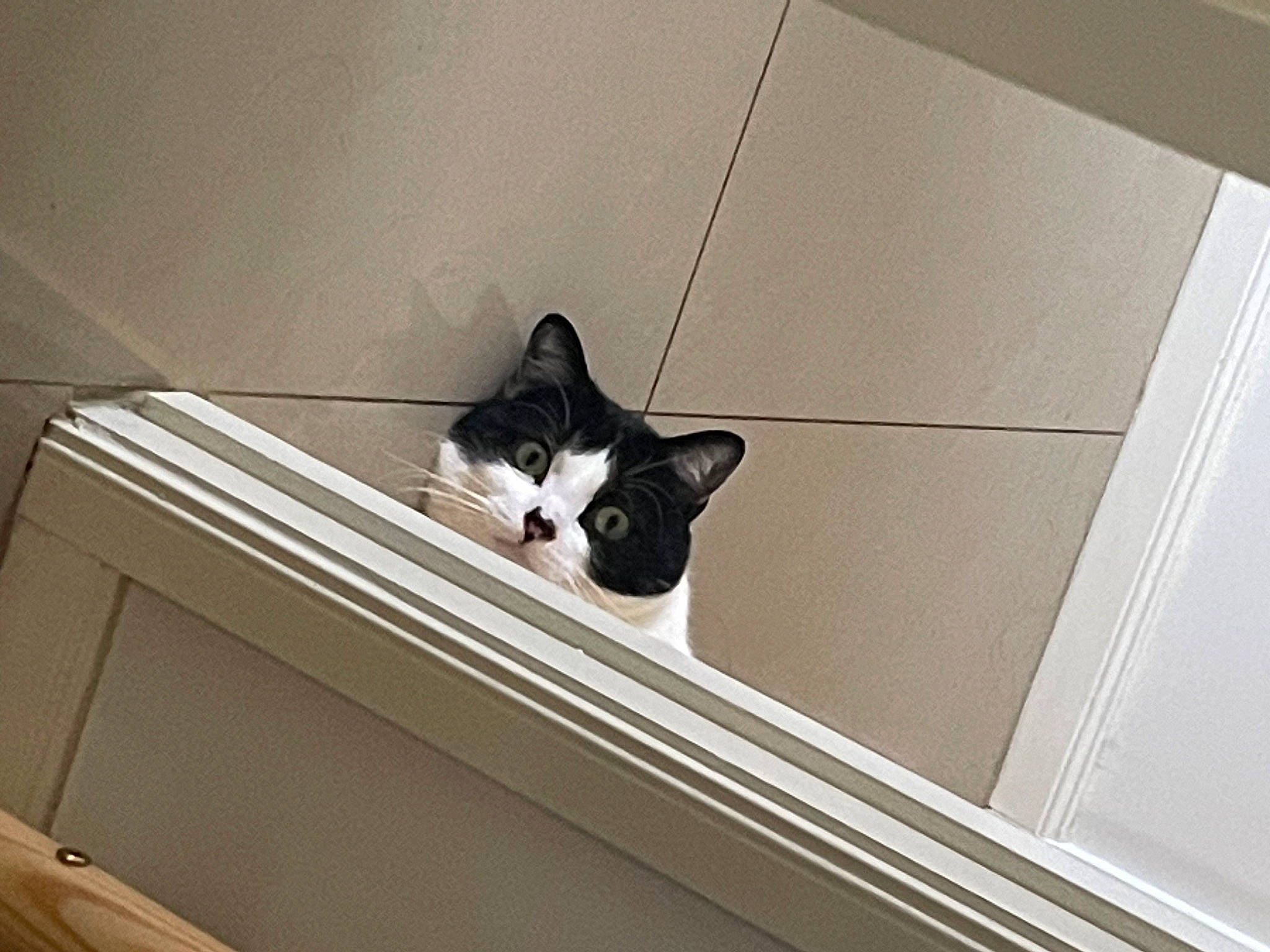 Momo joined the competition — help win amazing prizes! carnivore, cat, ceiling, comfort, domestic_short_haired_cat, felidae, floor, flooring, fur, grey, hardwood, plywood, rectangle, room, small_to_medium_sized_cats, stairs, tail, whiskers, window, wood