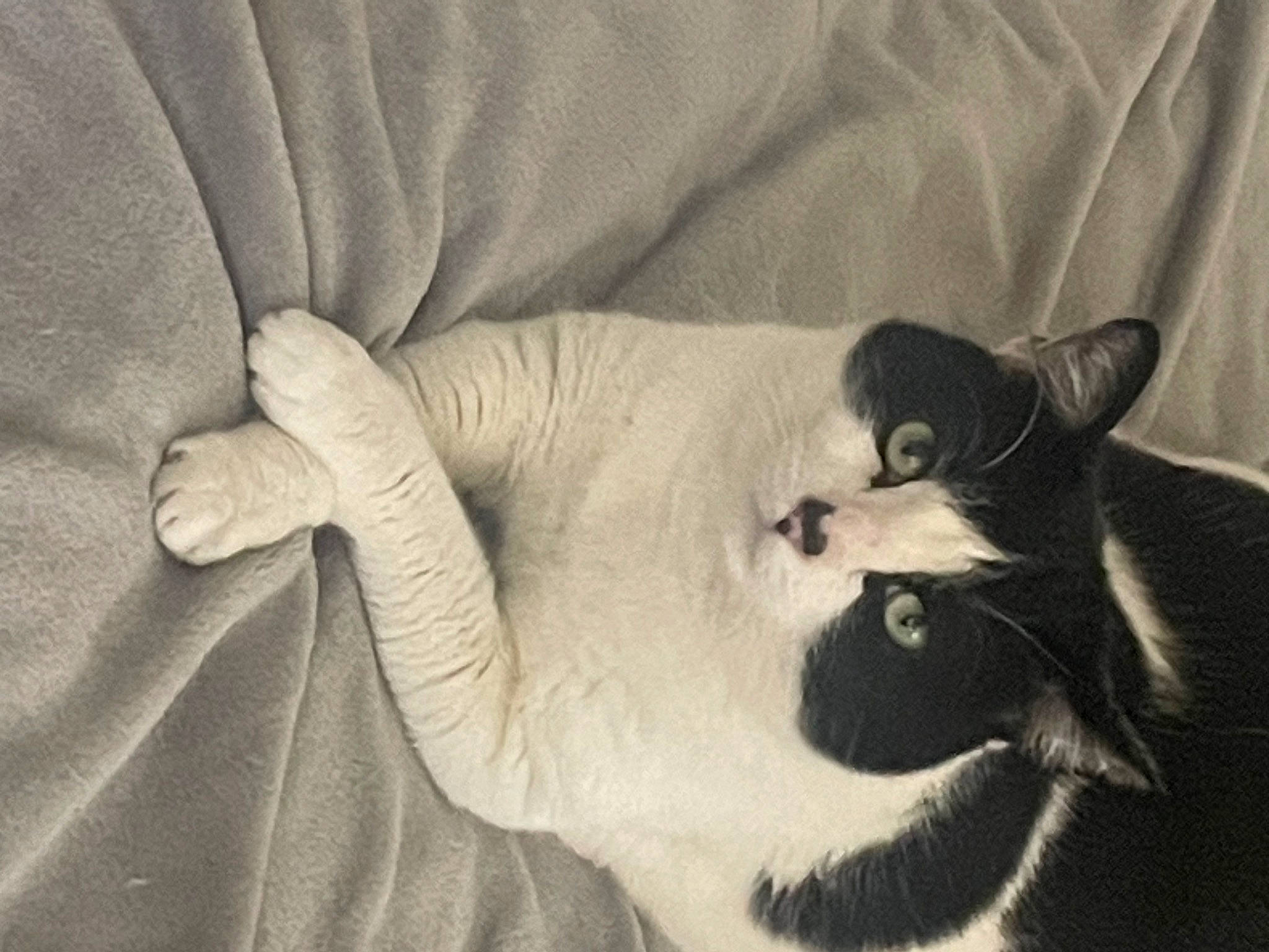 Momo joined the competition — help win amazing prizes! black_cat, carnivore, cat, claw, comfort, domestic_short_haired_cat, felidae, fur, grey, linens, monochrome, monochrome_photography, nap, paw, room, small_to_medium_sized_cats, snout, tail, whiskers