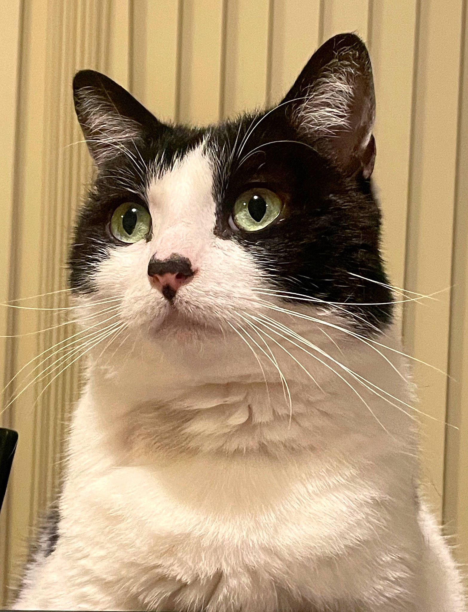 Momo is registered to the contest to win money with this photo: box, carnivore, cat, curious, domestic_short_haired_cat, felidae, fur, paper_product, pet_supply, rectangle, small_to_medium_sized_cats, snout, whiskers, window