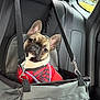 dog, french_bulldog, car_seat, pet_carrier, red_shirt, seat_belt, car_interior, backseat, pet, animal, canine, safety_harness, looking_at_camera, ears_up, gray_fabric, window, daylight, travel, cute, companion