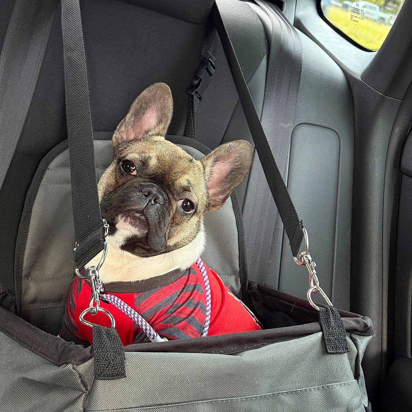 Romeo is registered to the contest to win money with this photo: animal, backseat, canine, car_interior, car_seat, companion, cute, daylight, dog, ears_up, french_bulldog, gray_fabric, looking_at_camera, pet, pet_carrier, red_shirt, safety_harness, seat_belt, travel, window