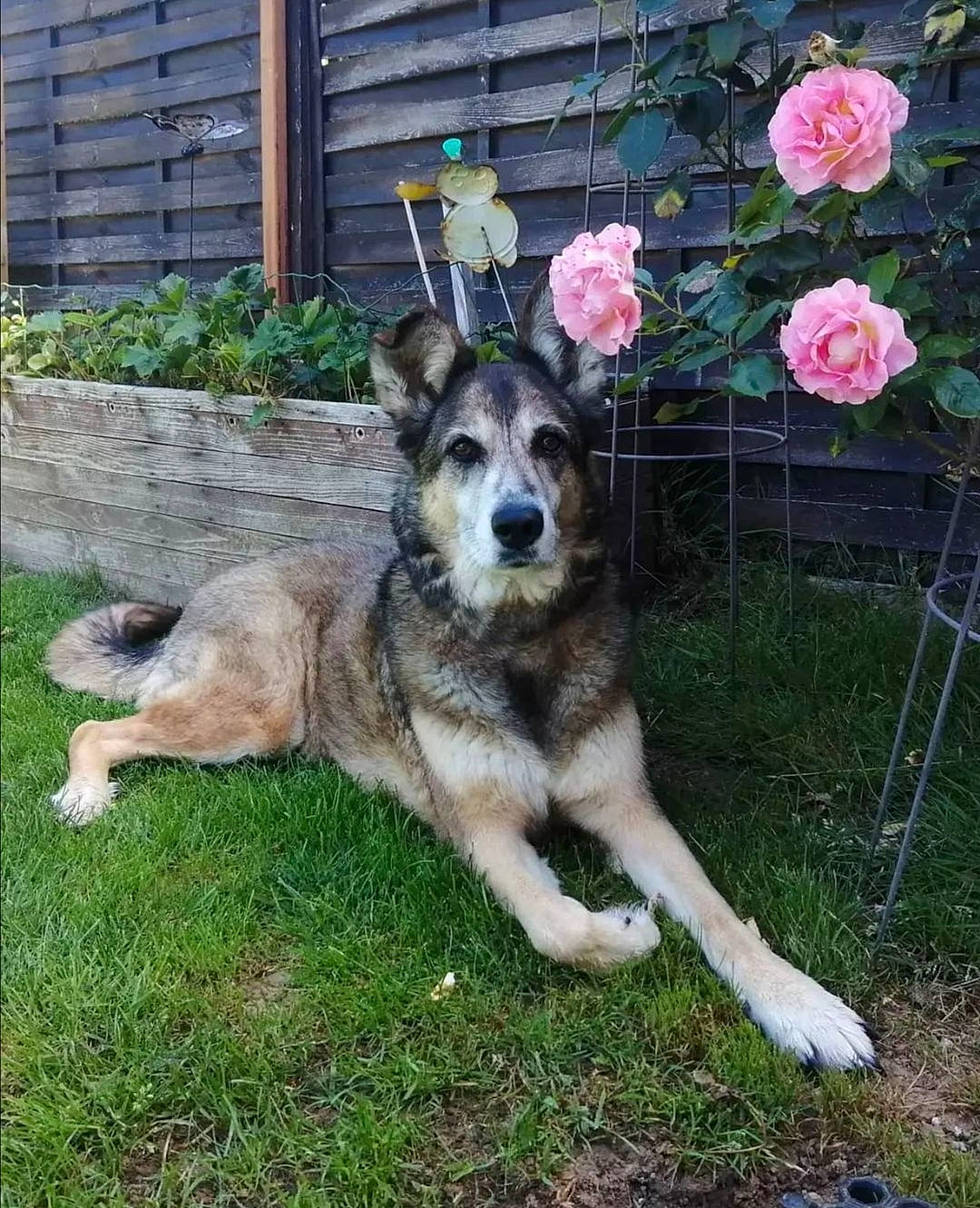 Tina a rejoint le concours — aidez-le/la à gagner de superbes lots ! annual_plant, canidae, carnivore, companion_dog, dog, dog_breed, fawn, flower, garden, grass, herding_dog, petal, plant, rose, rose_family, snout, sporting_group, terrestrial_animal, working_dog, yard