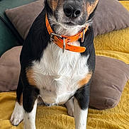 Vito a rejoint le concours — aidez-le/la à gagner de superbes lots ! dog, pet, animal, collar, orange_collar, black_fur, white_fur, brown_fur, sitting, blanket, yellow_blanket, pillow, brown_pillow, couch, green_couch, indoor, cute, alert, front_view, domestic_animal