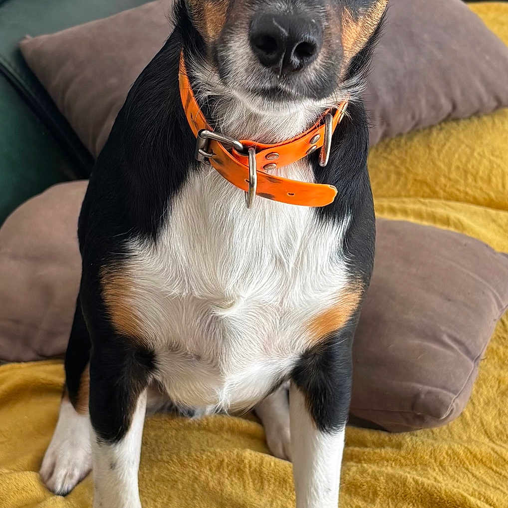 Vito