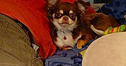 David joined the competition — help win amazing prizes! bed, blanket, blue_blanket, brown_dog, collar, cozy, dog, ears, gray_pants, indoor, laying_down, person, pet, plush_toy, purple_tag, red_shirt, relaxing, small_dog, stuffed_animal, white_dog
