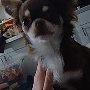 David joined the competition — help win amazing prizes! animal, blurred_background, brown_dog, chihuahua, closeup, companion, cute, dog, domestic, ears, face, furniture, furry, hand, household, indoor, pet, portrait, small_dog, white_fur