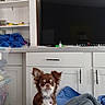 David is registered to the contest to win money with this photo: blanket, blue_blanket, brown_dog, cabinet, chihuahua, clothing, curious, dog, ears, fur, gray_blanket, indoor, living_room, pet, plaid_shirt, shelves, small_dog, television, tv_screen, white_dog