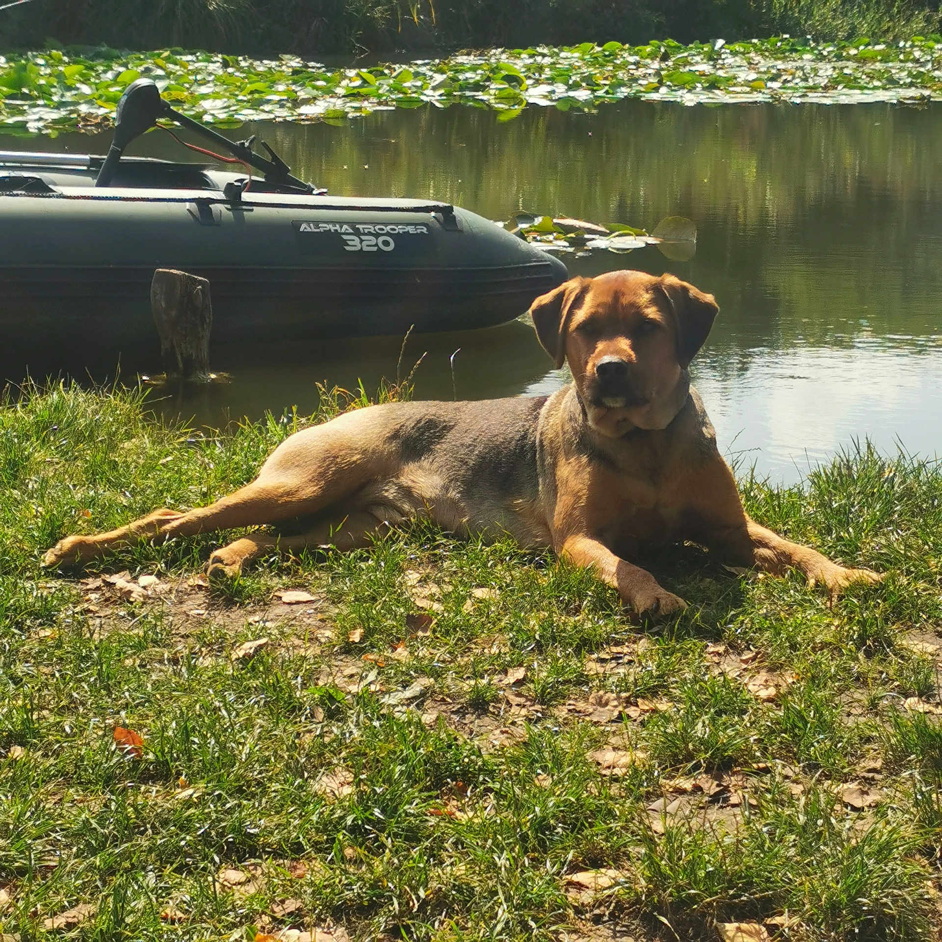 Oracio a rejoint le concours — aidez-le/la à gagner de superbes lots ! alloywheel, animal, boat, canine, dog, grass, lake, land, nature, outdoors, pet, plant, pond, summer, transportation, tree, vegetation, vehicle, water, watercraft