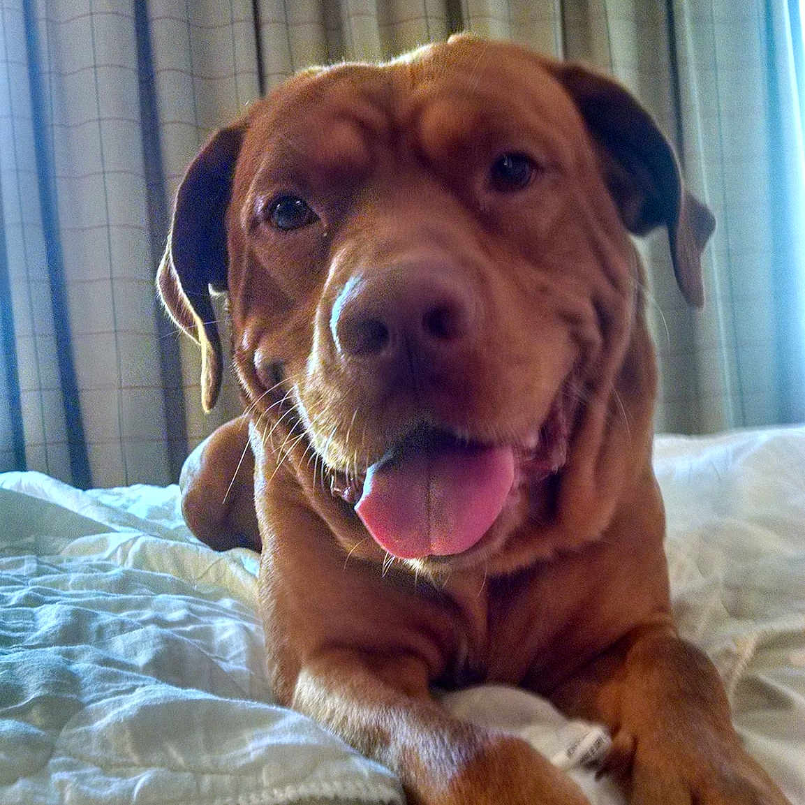 Bully Boy is registered to the contest to win money with this photo: american_pit_bull_terrier, broholmer, carnivoran, dog, dog_breed, dog_breed_group, dog_like_mammal, dogue_de_bordeaux, fawn, labrador_retriever, nose, pit_bull, puppy, rare_breed_dog, snout, sporting_group, tosa, vizsla