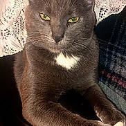 Bubba joined the competition — help win amazing prizes! cat, gray_cat, green_eyes, white_paws, white_chest, lace_curtain, leather_surface, indoor, pet, feline, relaxed, closeup, whiskers, ears, fur, animal, cozy, home, resting, portrait