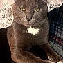 cat, gray_cat, green_eyes, white_paws, white_chest, lace_curtain, leather_surface, indoor, pet, feline, relaxed, closeup, whiskers, ears, fur, animal, cozy, home, resting, portrait