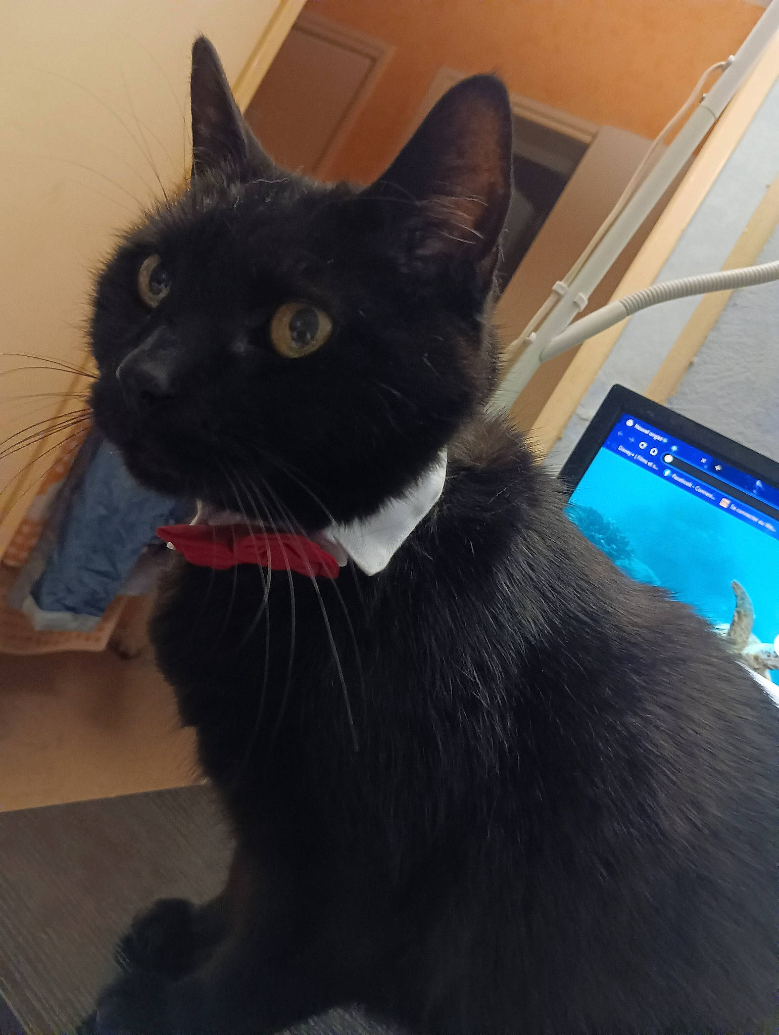 Theo participe au concours pour gagner de l'argent avec cette photo : black_cat, bombay, carnivore, cat, claw, collar, comfort, domestic_short_haired_cat, felidae, fur, havana_brown, laptop, output_device, paw, small_to_medium_sized_cats, snout, tail, terrestrial_animal, whiskers, window