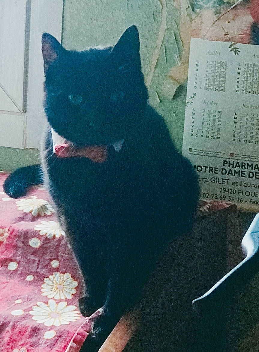 Theo participe au concours pour gagner de l'argent avec cette photo : black_cat, carnivore, cat, chair, comfort, domestic_short_haired_cat, electric_blue, felidae, flooring, font, fur, grey, pattern, paw, small_to_medium_sized_cats, snout, square, tail, textile, whiskers