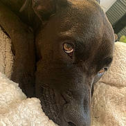 Nala is registered to the contest to win money with this photo: dog, pet, close_up, resting, brown_fur, blanket, cozy, indoor, animal, sleepy, soft_texture, face, canine, fur, nose, ear, expression, comfort, relaxation, home