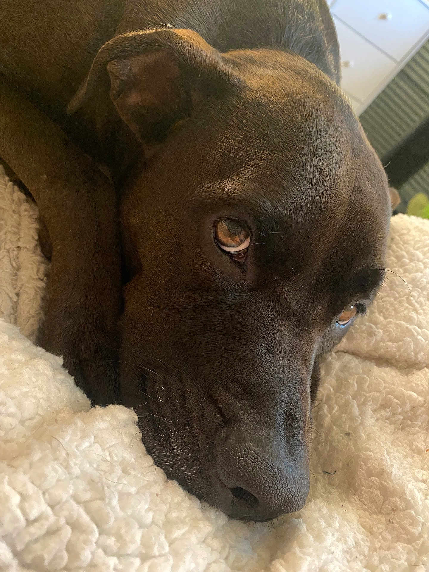 Nala