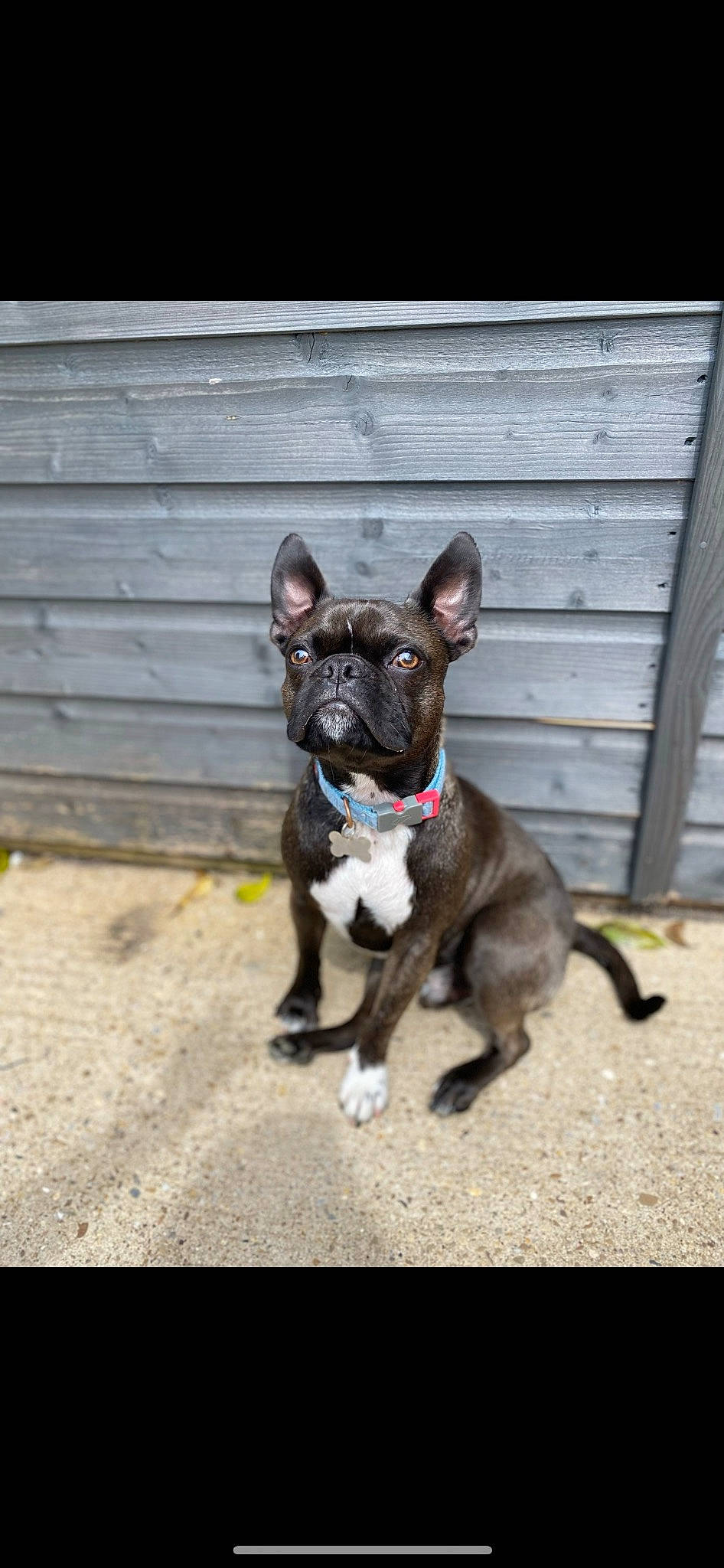 Bertie is registered to the contest to win money with this photo: boston_terrier, bulldog, canidae, carnivore, collar, companion_dog, dog, dog_breed, dog_collar, fashion_accessory, fawn, french_bulldog, fur, leash, sporting_group, tail, toy_dog, whiskers, wood, working_animal