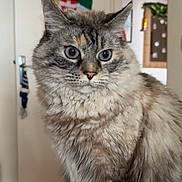 Princesse participe au concours pour gagner de l'argent avec cette photo : animal, blue_eyes, cat, closeup, curious, cute, domestic_cat, ears, feline, fluffy, fur, furniture, holiday_decor, indoor, pet, portrait, santa_decoration, table, whiskers, wood