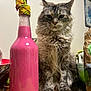 Princesse participe au concours pour gagner de l'argent avec cette photo : animal, background, bottle, cat, cloth, container, domestic, ears, feline, fluffy, fur, household, indoor, pet, pink_liquid, sitting, still_life, tabby, whiskers, wooden_table