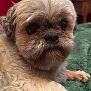 Jedï participe au concours pour gagner de l'argent avec cette photo : animal, black_nose, brown_fur, close_up, cute, dog, domestic_animal, fluffy, focused, fur, green_blanket, indoor, mammal, pet, portrait, relaxed, resting, small_dog, soft_lighting, whiskers
