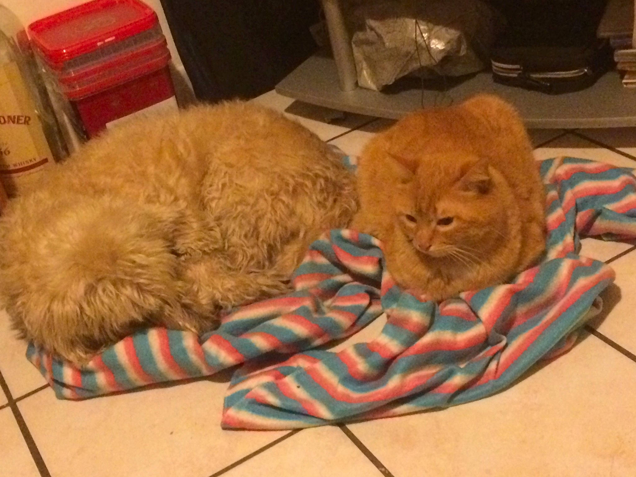 Cristo participe au concours pour gagner de l'argent avec cette photo : british_longhair, canidae, carnivore, cat, companion_dog, fawn, felidae, mammal, persian, scottish_fold, small_to_medium_sized_cats, whiskers