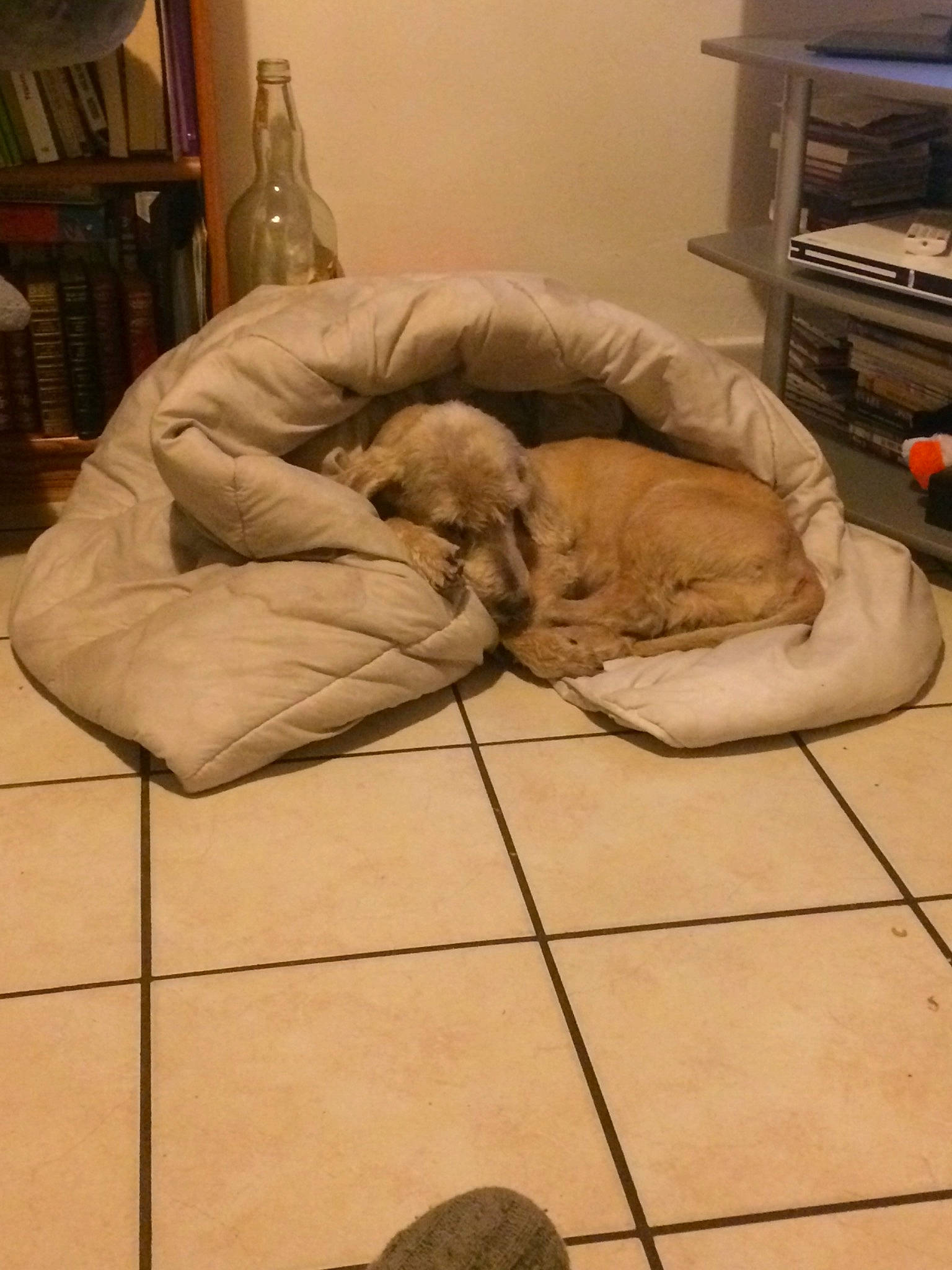 Cristo participe au concours pour gagner de l'argent avec cette photo : canidae, carnivore, comfort, companion_dog, dog, dog_breed, fawn, floor, flooring, nap, puppy, shar_pei, sleep, sporting_group