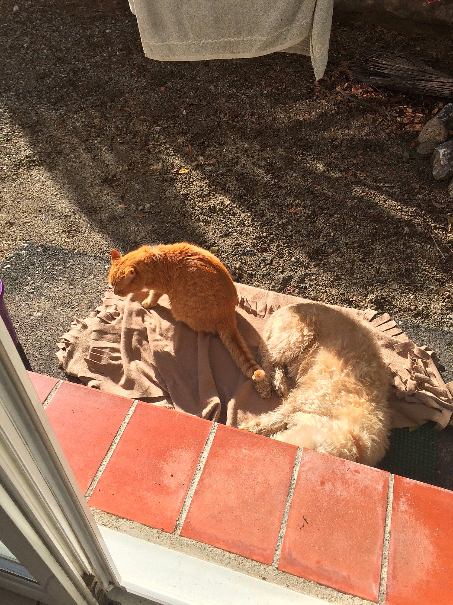 Cristo participe au concours pour gagner de l'argent avec cette photo : fawn, snout, tail, zoo