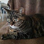 Mimine a rejoint le concours — aidez-le/la à gagner de superbes lots ! cat, tabby_cat, indoor, furniture, blanket, brown, striped, pet, whiskers, relaxed, household, mammal, fur, animal, domestic_cat, cute, portrait, resting, closeup, green_eyes