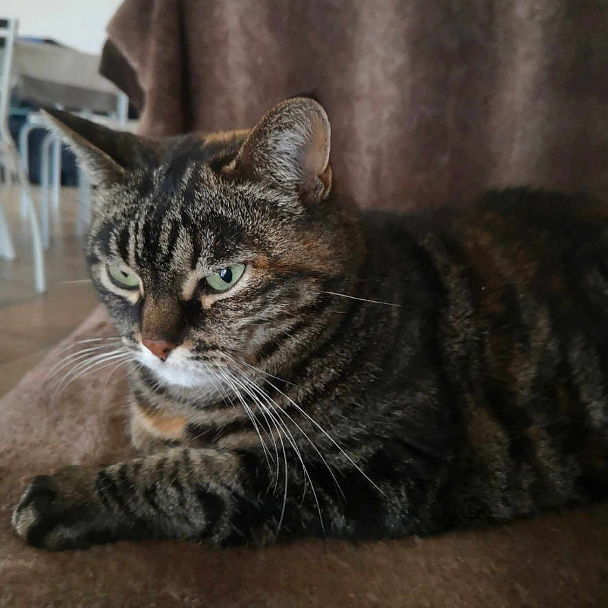 Mimine a rejoint le concours — aidez-le/la à gagner de superbes lots ! animal, blanket, brown, cat, closeup, cute, domestic_cat, fur, furniture, green_eyes, household, indoor, mammal, pet, portrait, relaxed, resting, striped, tabby_cat, whiskers