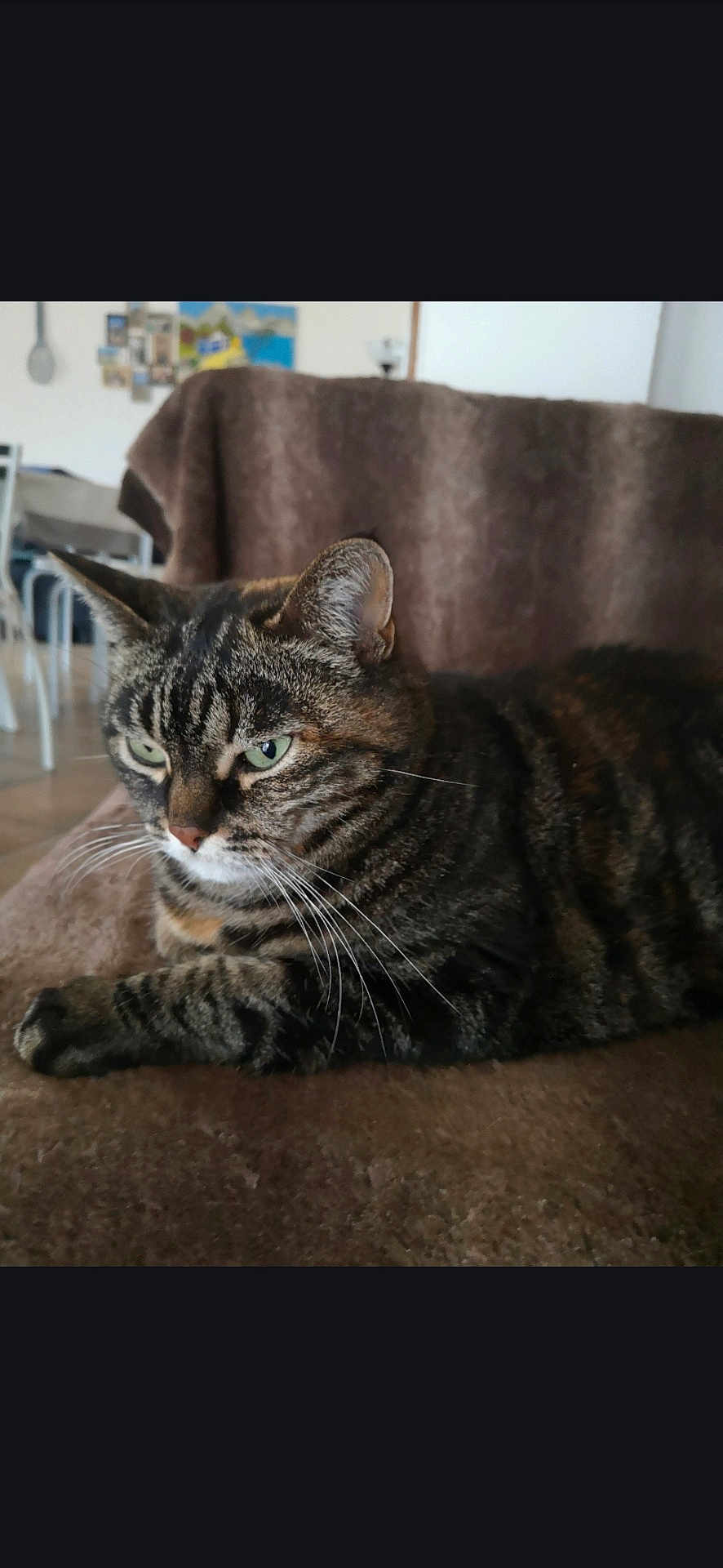 Mimine a rejoint le concours — aidez-le/la à gagner de superbes lots ! cat, tabby_cat, indoor, furniture, blanket, brown, striped, pet, whiskers, relaxed, household, mammal, fur, animal, domestic_cat, cute, portrait, resting, closeup, green_eyes