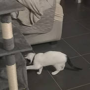 Mimine a rejoint le concours — aidez-le/la à gagner de superbes lots ! animal, black_markings, blanket, cat, collar, couch, cozy, floor, flooring, furniture, home, indoor, living_room, pet, playing, scratching_post, soft_furniture, tile, tile_floor, white_cat