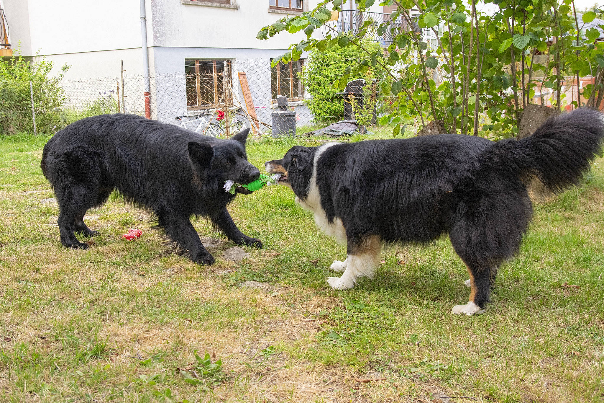 Volf a rejoint le concours — aidez-le/la à gagner de superbes lots ! canidae, carnivore, dog, dog_breed, herding_dog, mammal, sporting_group, vertebrate