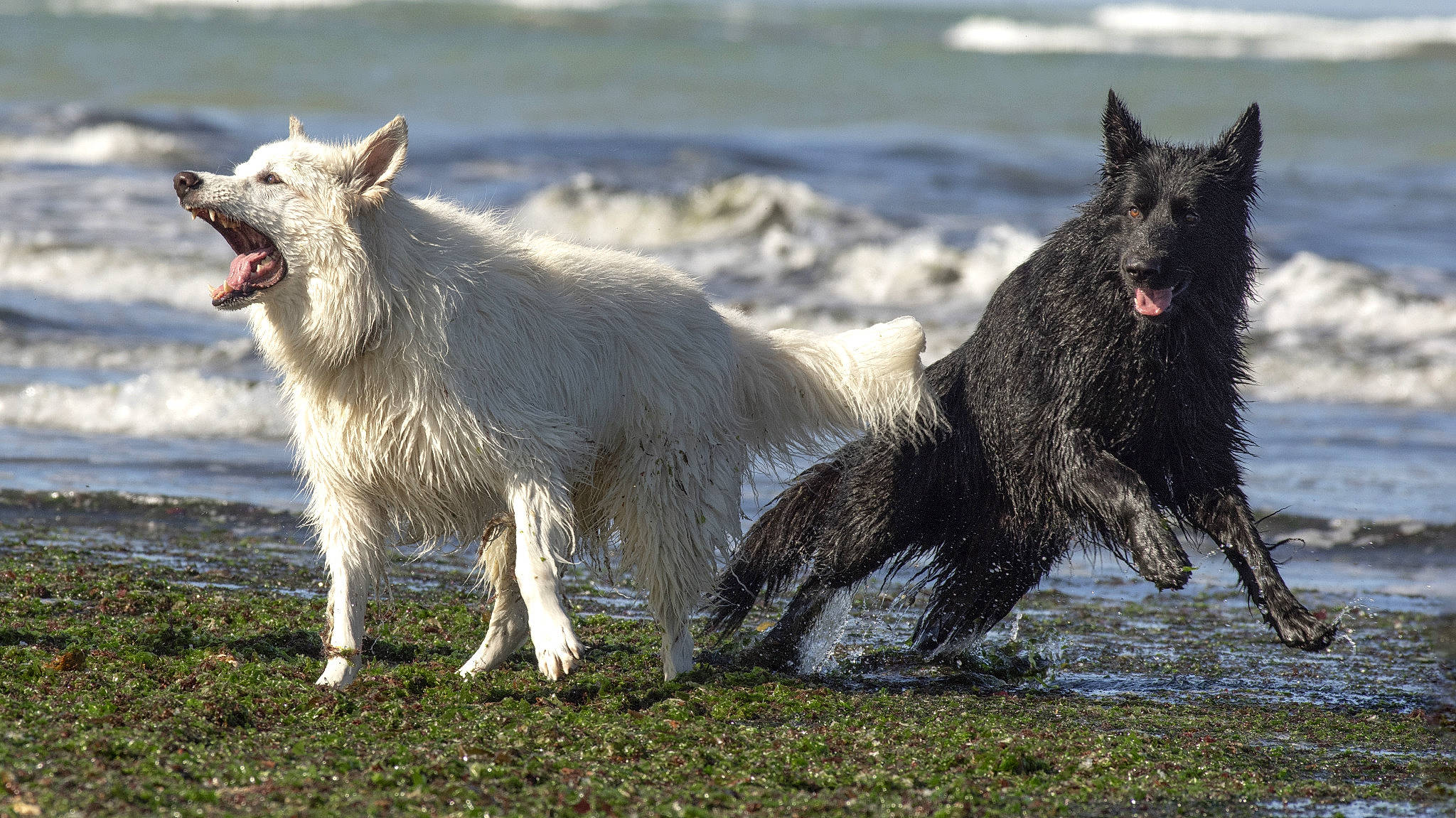 Volf participe au concours pour gagner de l'argent avec cette photo : berger_blanc_suisse, bouvier_des_ardennes, canidae, carnivore, dog, dog_breed, groenendael, mammal, mudi, rare_breed_dog, sporting_group, vertebrate