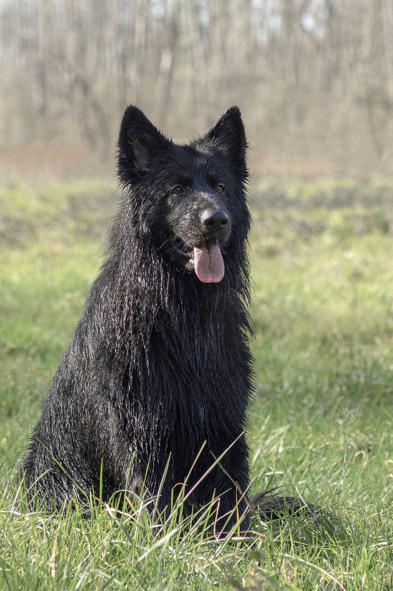 Volf participe au concours pour gagner de l'argent avec cette photo : belgian_shepherd, bohemian_shepherd, canidae, carnivore, croatian_sheepdog, dog, dog_breed, groenendael, herding_dog, mammal, mudi, vertebrate