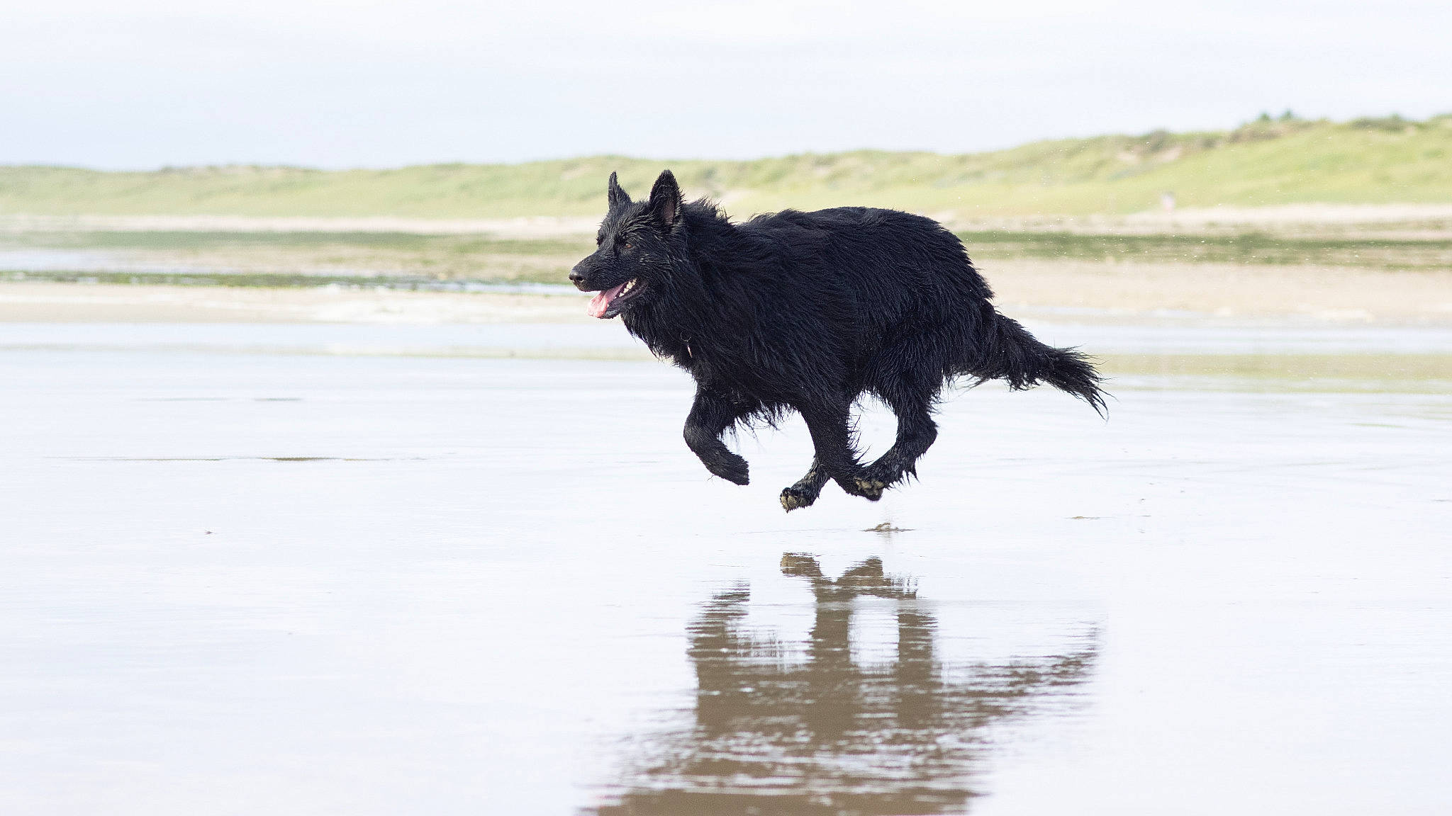 Volf participe au concours pour gagner de l'argent avec cette photo : belgian_shepherd, canidae, carnivore, dog, dog_breed, groenendael, herding_dog, mammal, mudi, sporting_group, vertebrate, working_dog