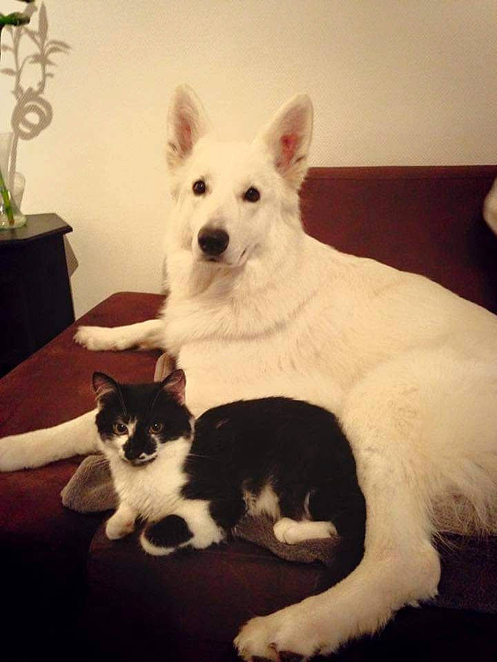 Ina a rejoint le concours — aidez-le/la à gagner de superbes lots ! canidae, carnivore, cat, comfort, companion_dog, dog, dog_breed, door, felidae, flooring, fur, houseplant, mammal, paw, plant, small_to_medium_sized_cats, snout, tail, whiskers, working_animal