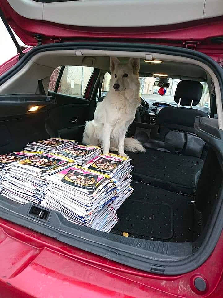 Ina a rejoint le concours — aidez-le/la à gagner de superbes lots ! automotive_design, automotive_exterior, automotive_lighting, automotive_mirror, car, car_seat_cover, carnivore, companion_dog, dog, dog_breed, glass, hood, mode_of_transport, motor_vehicle, personal_luxury_car, seat_belt, toy, trunk, vehicle, vehicle_door