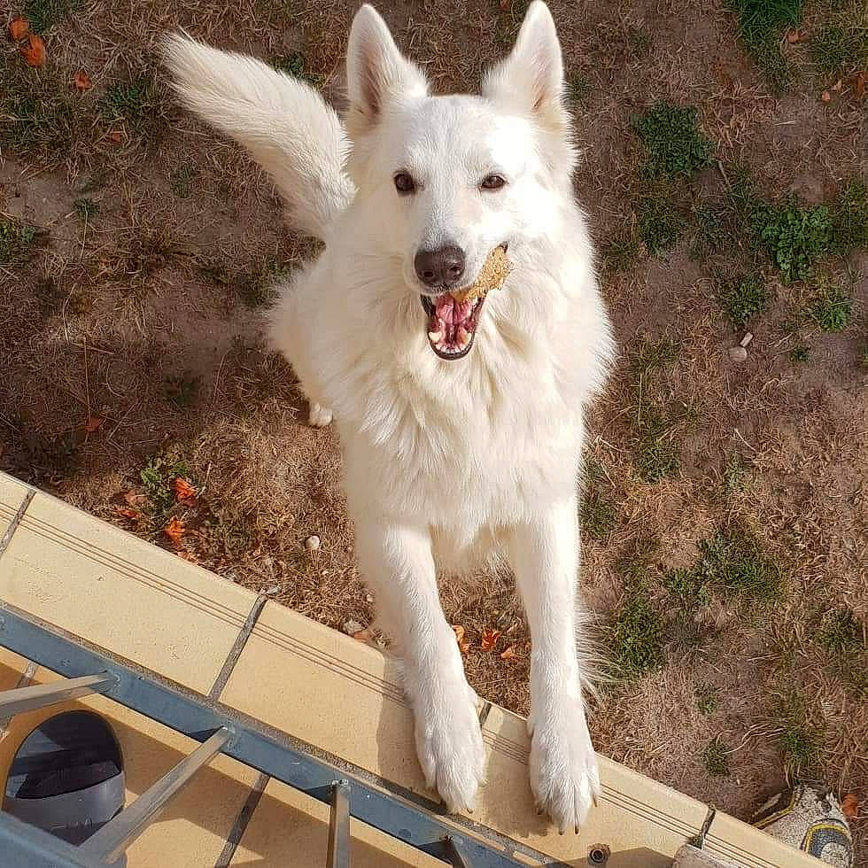 Ina participe au concours pour gagner de l'argent avec cette photo : ancient_dog_breeds, canidae, canis, carnivore, collar, companion_dog, dog, dog_breed, fang, fur, herding_dog, non_sporting_group, samoyed, snout, spitz, sporting_group, working_animal, working_dog